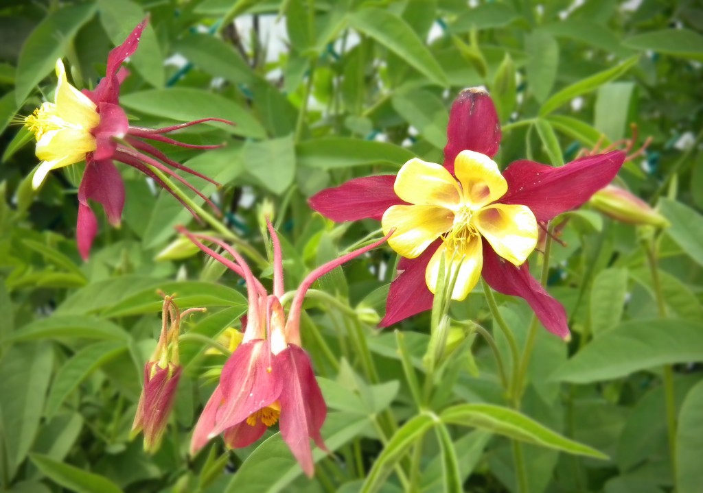 columbine