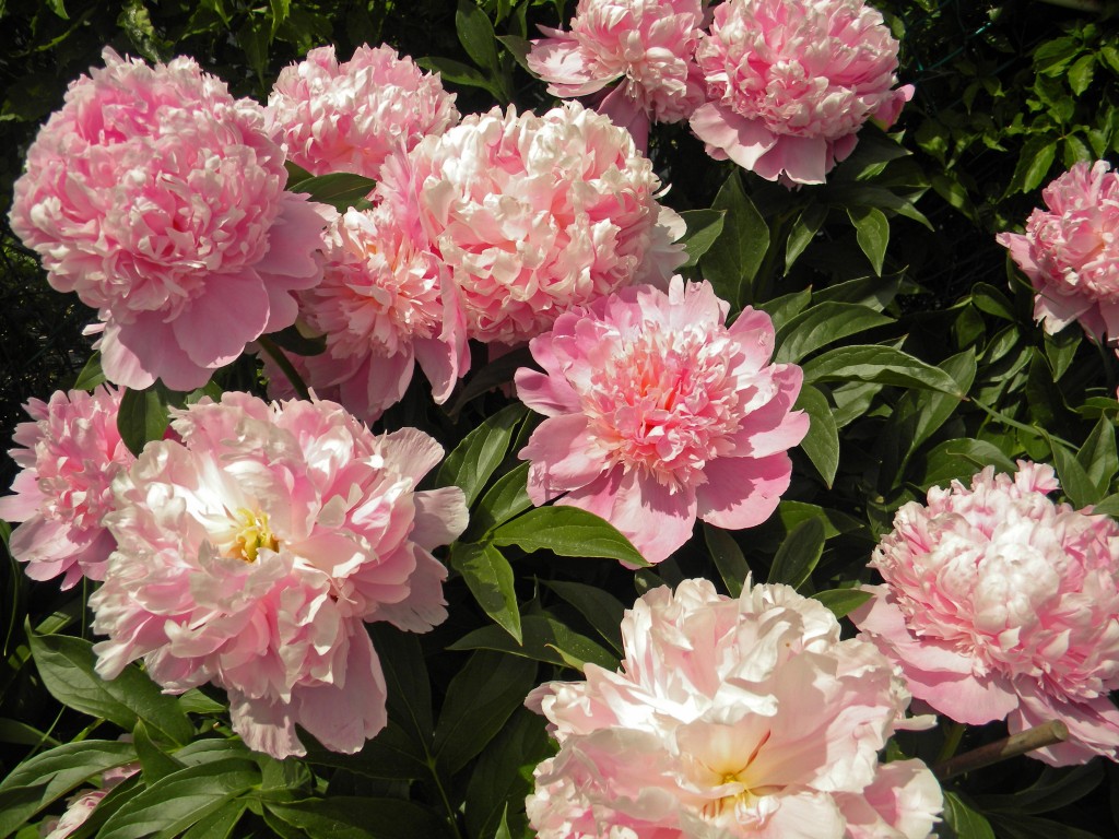 peony