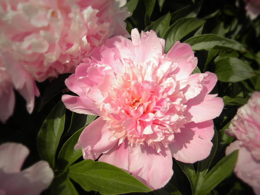 peony close up