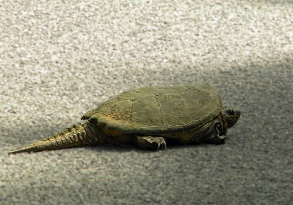 turtle