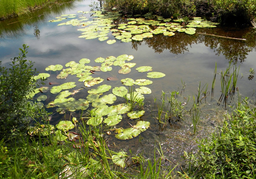 lilypads