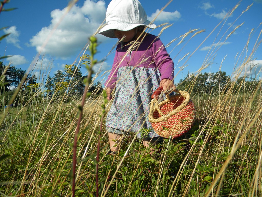 m in field