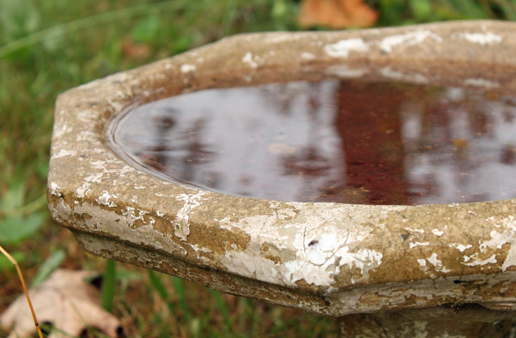 birdbath