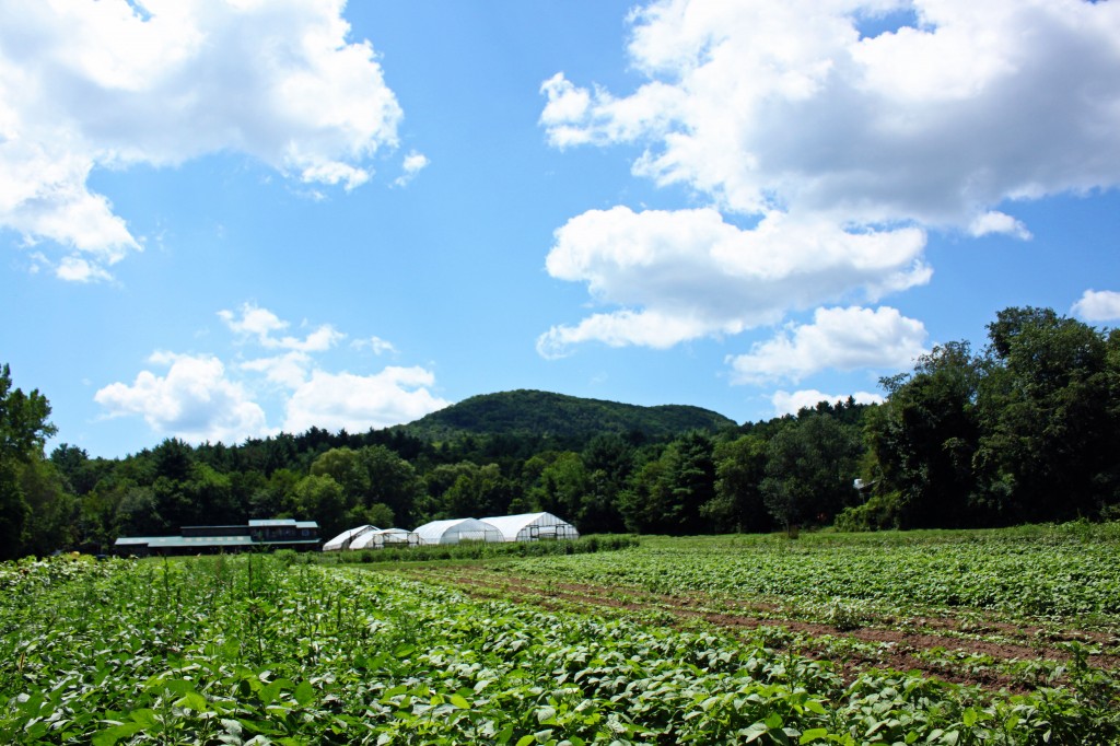 at the farm