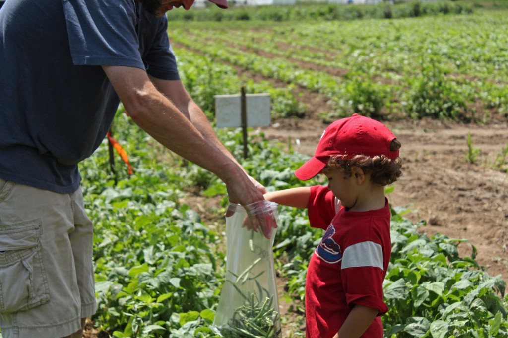 bean picking