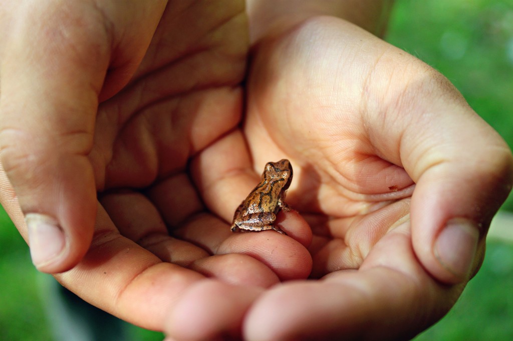 tree frog